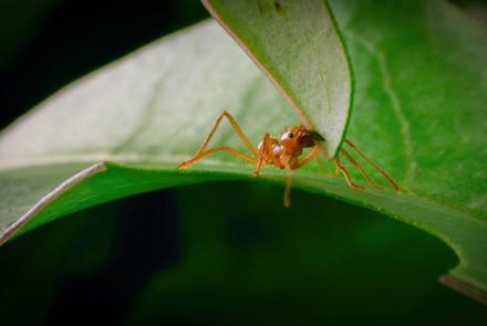 How Leaf Cutter Ants Feed a Killer Fungus: asset-mezzanine-16x9