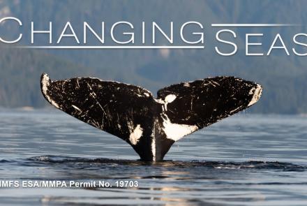 Vanishing Whales | Changing Seas: asset-mezzanine-16x9