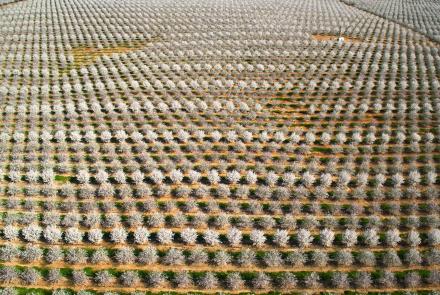 How Do You Pollinate 40 Million Almond Trees?: asset-mezzanine-16x9