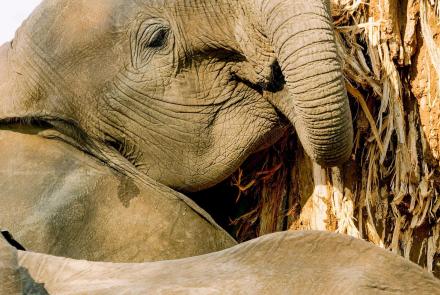 Why Elephants Eat the Baobab Tree: asset-mezzanine-16x9