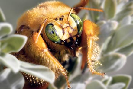 Carpenter Bees Stab Flowers to Steal Their Nectar: asset-original