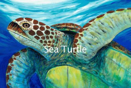 Sea Turtle: asset-mezzanine-16x9