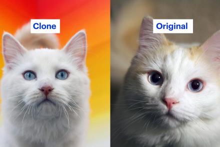 The False Promise of Cloning Your Pet: asset-mezzanine-16x9