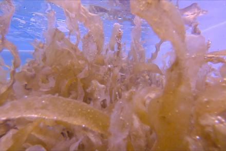 How Seaweed May Help Revive Our Oceans: asset-mezzanine-16x9