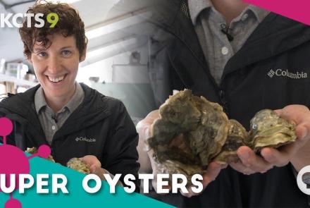 Can these super oysters survive our screwed-up oceans?: asset-mezzanine-16x9