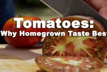 Tomatoes: Why Homegrown Taste Better: asset-mezzanine-16x9