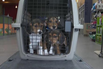 4,000 beagles rescued from research and breeding facility: asset-mezzanine-16x9