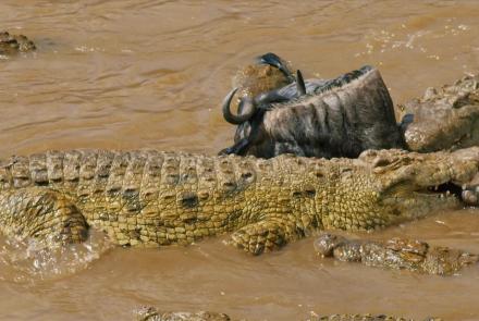 Wildebeest Cross Crocodile-Infested Water: asset-mezzanine-16x9