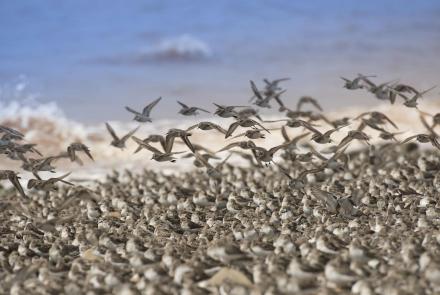 Mesmerizing Sandpipers Hunt... While Being Hunted: asset-mezzanine-16x9