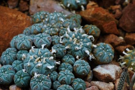 Psychedelics as Medicine: The History of Peyote: asset-mezzanine-16x9