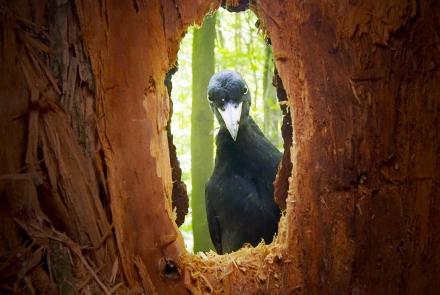 Rare Black Woodpecker Family Caught on Camera: asset-mezzanine-16x9