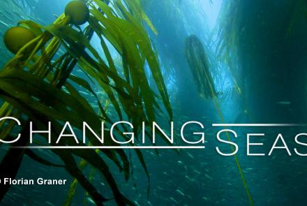 Kelp: Hidden Treasure of the Salish Sea: asset-original