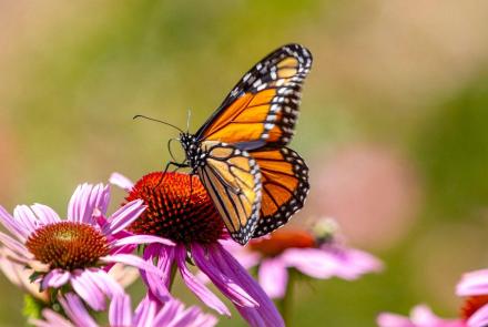 Monarch butterfly declared endangered amid declining numbers: asset-mezzanine-16x9