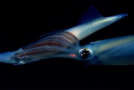 The Incredible Mating Ritual of Opalescent Squid: asset-mezzanine-16x9