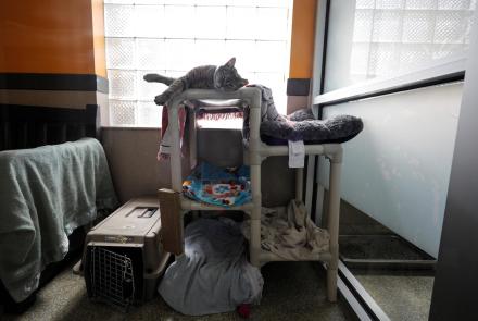 How the video game ‘Stray’ is helping rescue real-life cats: asset-mezzanine-16x9