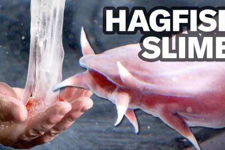 How Hagfish Unleash a Torrent of Slime: asset-mezzanine-16x9