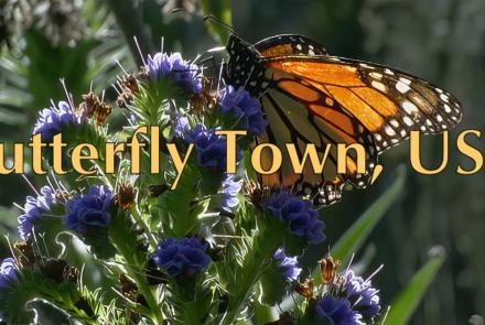 Butterfly Town, USA: asset-mezzanine-16x9