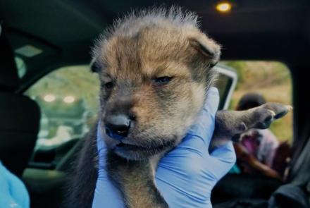 These Wolf Puppies Could Save Their Species: asset-mezzanine-16x9