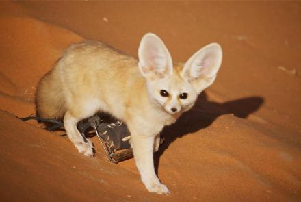 Discovering the Smallest Wild Dog in the Vast Sahara: asset-mezzanine-16x9