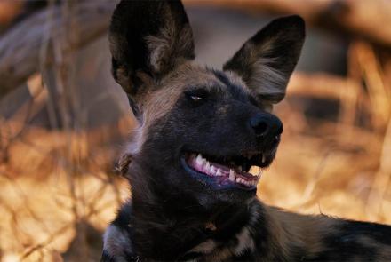 How Wild Dogs Recover from 'Broken Hearts': asset-mezzanine-16x9