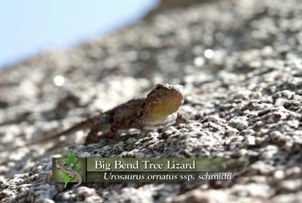 Big Bend Tree Lizard: asset-mezzanine-16x9
