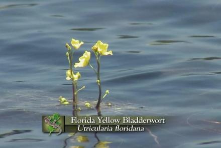 Yellow Bladderwort: asset-mezzanine-16x9