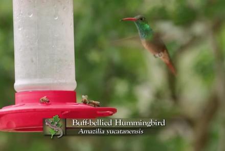 Buff-Bellied Hummingbird: asset-mezzanine-16x9