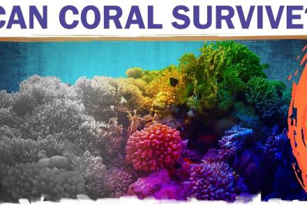 Coral Reefs Are Dying. But They Don’t Have To.: asset-mezzanine-16x9