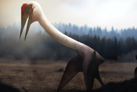 When Pterosaurs Walked: asset-mezzanine-16x9
