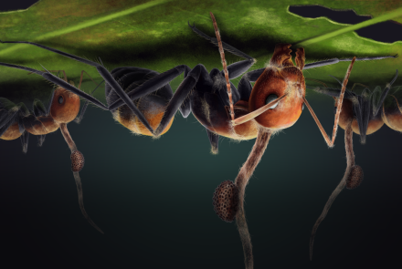 The Fungi That Turned Ants Into Zombies: asset-mezzanine-16x9