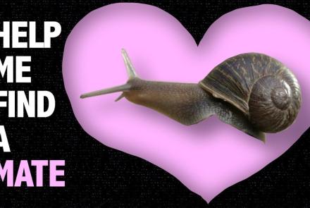 Help a Snail Find True Love!: asset-mezzanine-16x9
