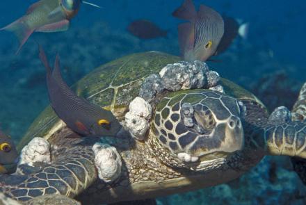 Sea Turtles Get Herpes, Too: asset-mezzanine-16x9