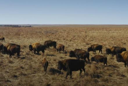 How Bison are Saving America's Lost Prairie: asset-mezzanine-16x9