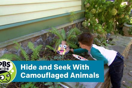 Hide and Seek With Camouflaged Animals: asset-mezzanine-16x9