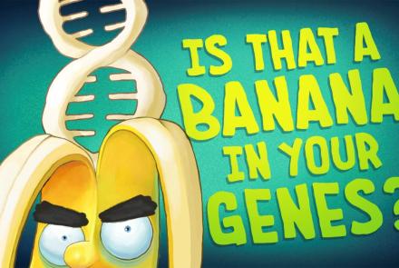 The Gene Explained | Is That a Banana in Your Genes?: asset-mezzanine-16x9