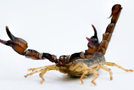 Scorpions Are Predators With a Sensitive Side: asset-mezzanine-16x9