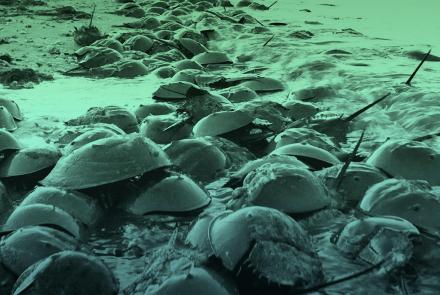 Why are There 30 Million Horseshoe Crabs on This Beach?: asset-mezzanine-16x9
