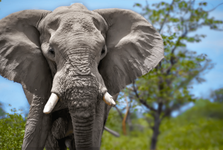 Elephants: Do Giant Brains Mean More Smarts?: asset-mezzanine-16x9