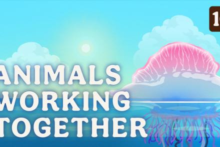 Animals Working Together: asset-mezzanine-16x9