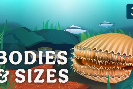 Diversity of Bodies & Sizes (but mostly crabs): asset-mezzanine-16x9