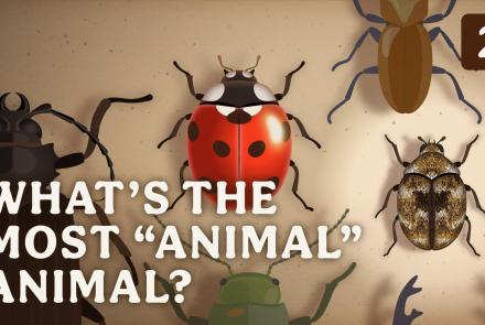 What’s the Most “Animal” Animal?: asset-mezzanine-16x9