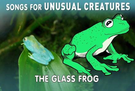Glass Frog: asset-mezzanine-16x9