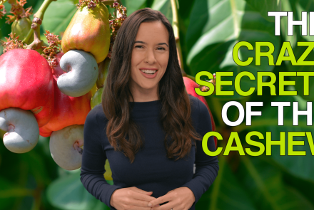 The Crazy Secrets of the Cashew: asset-mezzanine-16x9