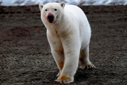 The Great Polar Bear Feast: asset-mezzanine-16x9