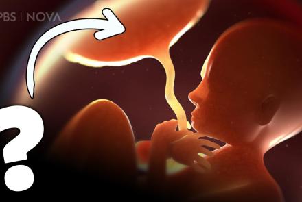 Placenta: The Incredible Organ You Make During Pregnancy: asset-mezzanine-16x9