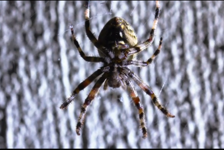 Spiders in HD: asset-mezzanine-16x9