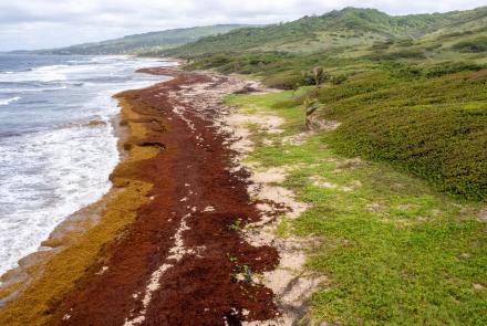 What to know as a giant mass of seaweed is coming to shore: asset-mezzanine-16x9