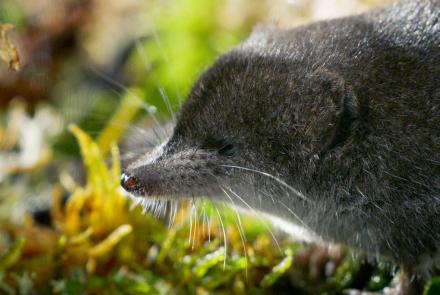 Tiny Water Shrews Are the "Cheetahs of the Wetlands": asset-mezzanine-16x9