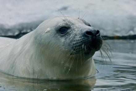 A Seal Pup's Fight for Survival: asset-mezzanine-16x9