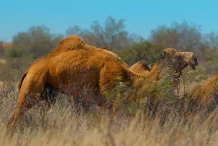 Camel Crisis in the Australian Outback: asset-mezzanine-16x9